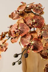 PTMD Orchid Flower Orange phalaenopsis spray - afbeelding 4