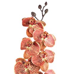 PTMD Orchid Flower Orange phalaenopsis spray - afbeelding 2