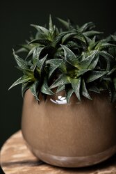 PTMD Succulent Plant Green agave pick with lines - afbeelding 3