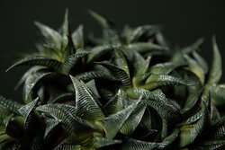 PTMD Succulent Plant Green agave pick with lines - afbeelding 4