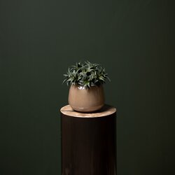 PTMD Succulent Plant Green agave pick with lines - afbeelding 2