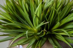 PTMD Succulent Plant Green yucca pick - afbeelding 3