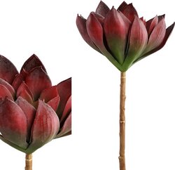 PTMD Succulent Plant red echeveria pick