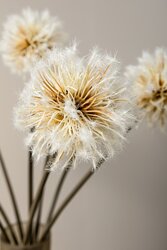 PTMD Twig Plant Cream dandelion stem - afbeelding 4