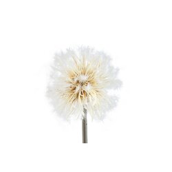 PTMD Twig Plant Cream dandelion stem - afbeelding 2