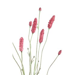 PTMD Garden Flower Great Burnet spray - afbeelding 2