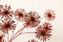 PTMD Twig Plant Red glitter spray - afbeelding 4