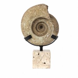 PTMD Yuria Natural rough ammonite ornament on cube S