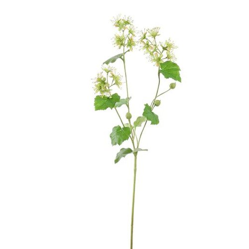 PURE Alchemillasteel l74cm groen