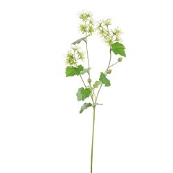 PURE Alchemillasteel l74cm groen
