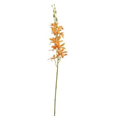 PUre Orchideesteel l80cm oranje