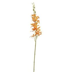 PUre Orchideesteel l80cm oranje