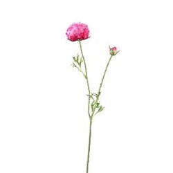 PTMD Ranonkel Flower Dark Pink spray w bud and leaves