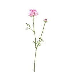 PTMD Ranonkel Flower Pink spray with bud and leaves