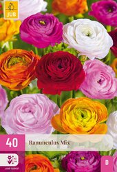 Ranunculus mix 40st - afbeelding 1