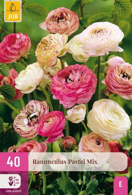 Ranunculus pastel mix 40st - afbeelding 1