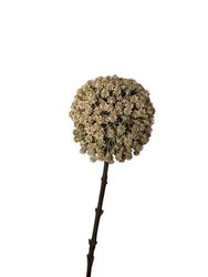 RC Alliumsteel l70cm creme