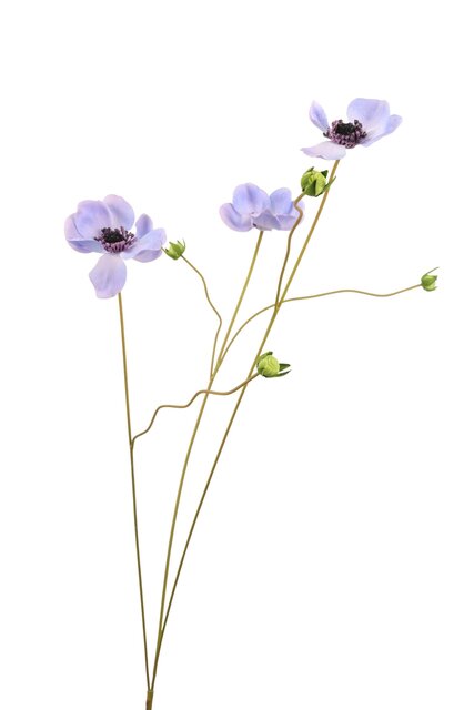 RC Anemoontak l100cm blauw