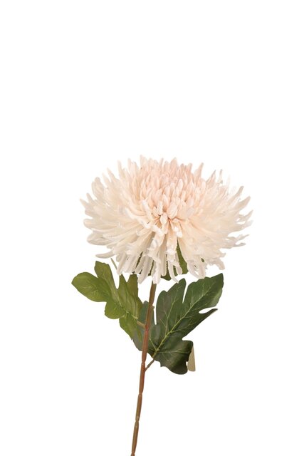 RC Chrysantsteel l72cm creme