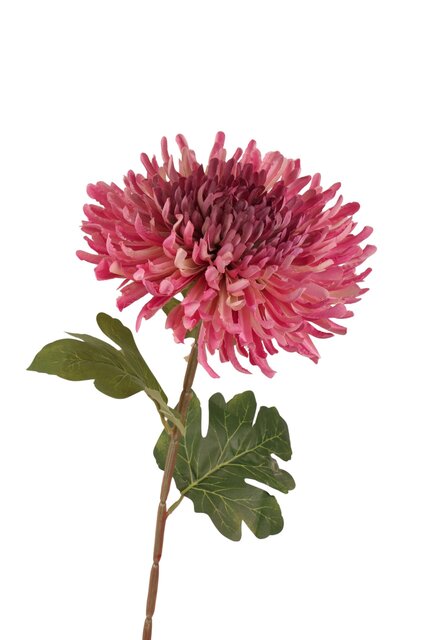 RC Chrysantsteel l72cm mauve