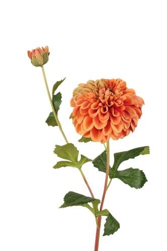 RC Dahliasteel m/knop l81cm oranje