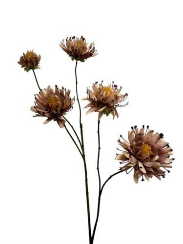 RC Dahliatak x5 l103cm cameo paars