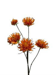 RC Dahliatak x5 l103cm oranje