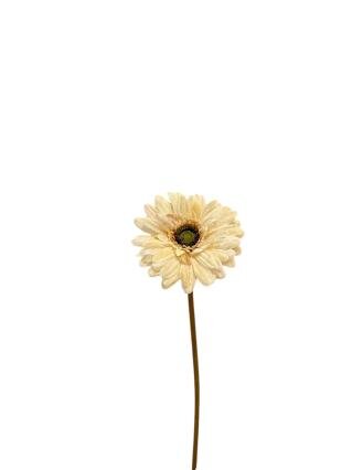 RC Gerberasteel l50cm creme