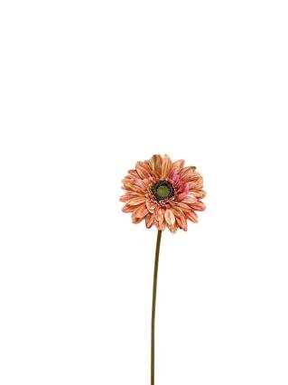 RC Gerberasteel l50cm roze