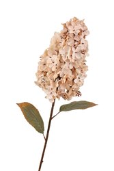 RC Hortensiasteel paniculata l82cm creme