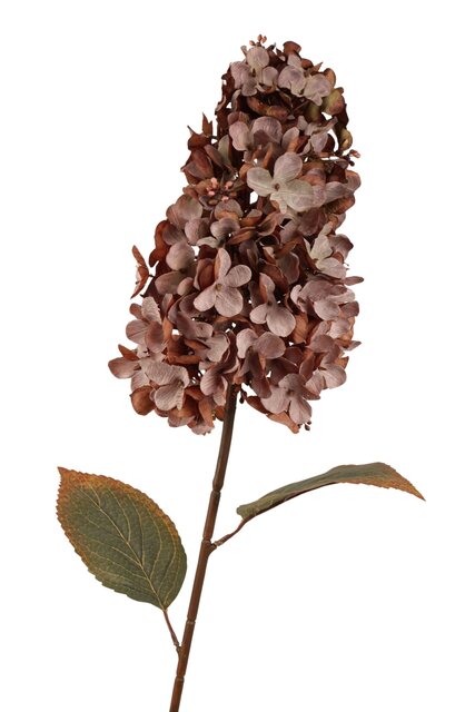 RC Hortensiasteel paniculata l82cm koffie