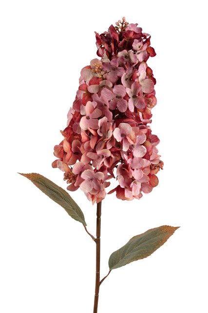 RC Hortensiasteel paniculata l82cm roze