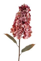 RC Hortensiasteel paniculata l82cm roze