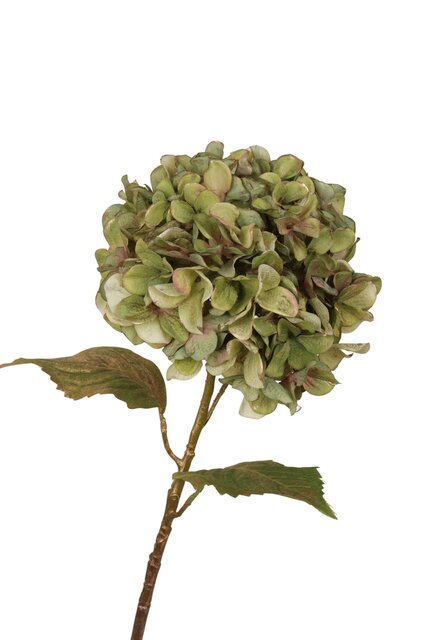 RC Hortensiasteel x1 l55cm groen/goud