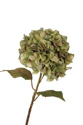 RC Hortensiasteel x1 l55cm groen/goud