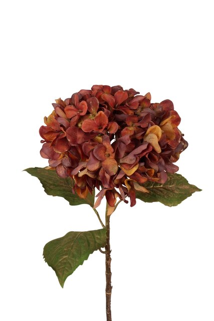 RC Hortensiasteel x1 l55cm roest/goud