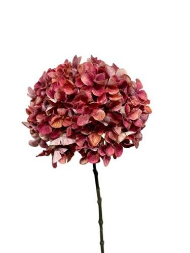 RC Hortensiasteel x1 l67cm dk roze