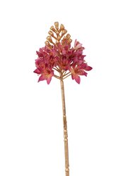 RC Ornitigalumsteel lg l72cm mauve