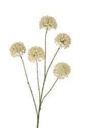 RC Sneeuwbal/bessentak l75cm creme