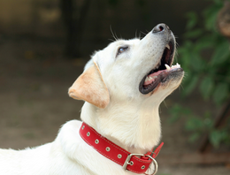 Riemen, tuigen en halsbanden