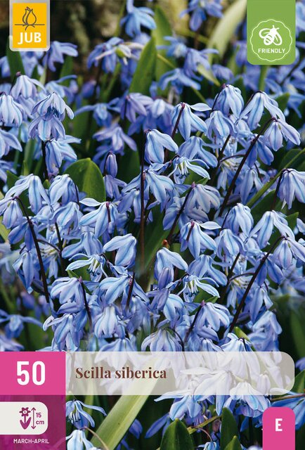 Scilla siberica 50st - afbeelding 1
