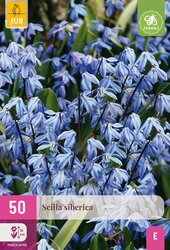 Scilla siberica 50st - afbeelding 1