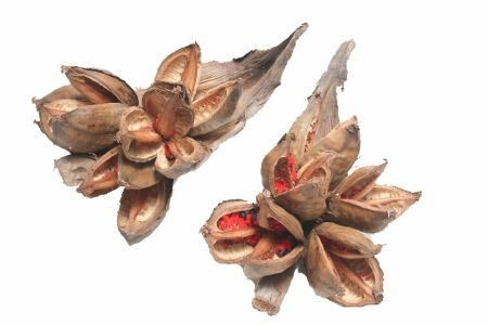 Sororoca penca naturel