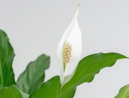 Spathiphyllum