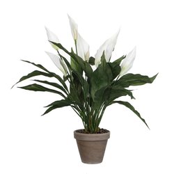 Mica Spathiphyllum wit in pot Stan grijs