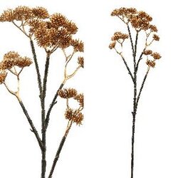 PTMD Succulent Plant gold sedum spray