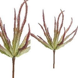 PTMD Succulent Plant pink haworthia bush