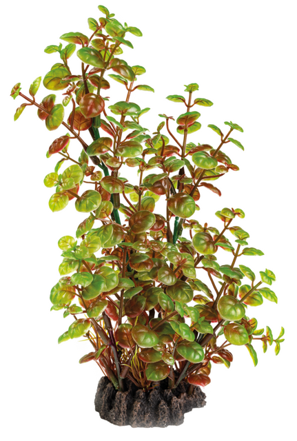 Superfish Art plant 25cm rotala