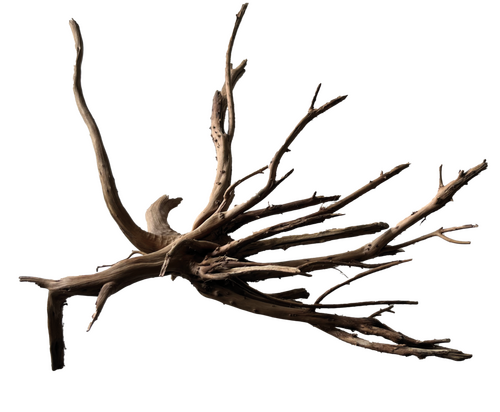 Superfish Black spiderwood medium