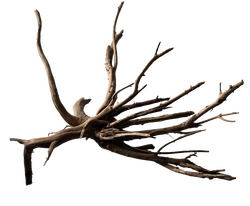 Superfish Black spiderwood medium